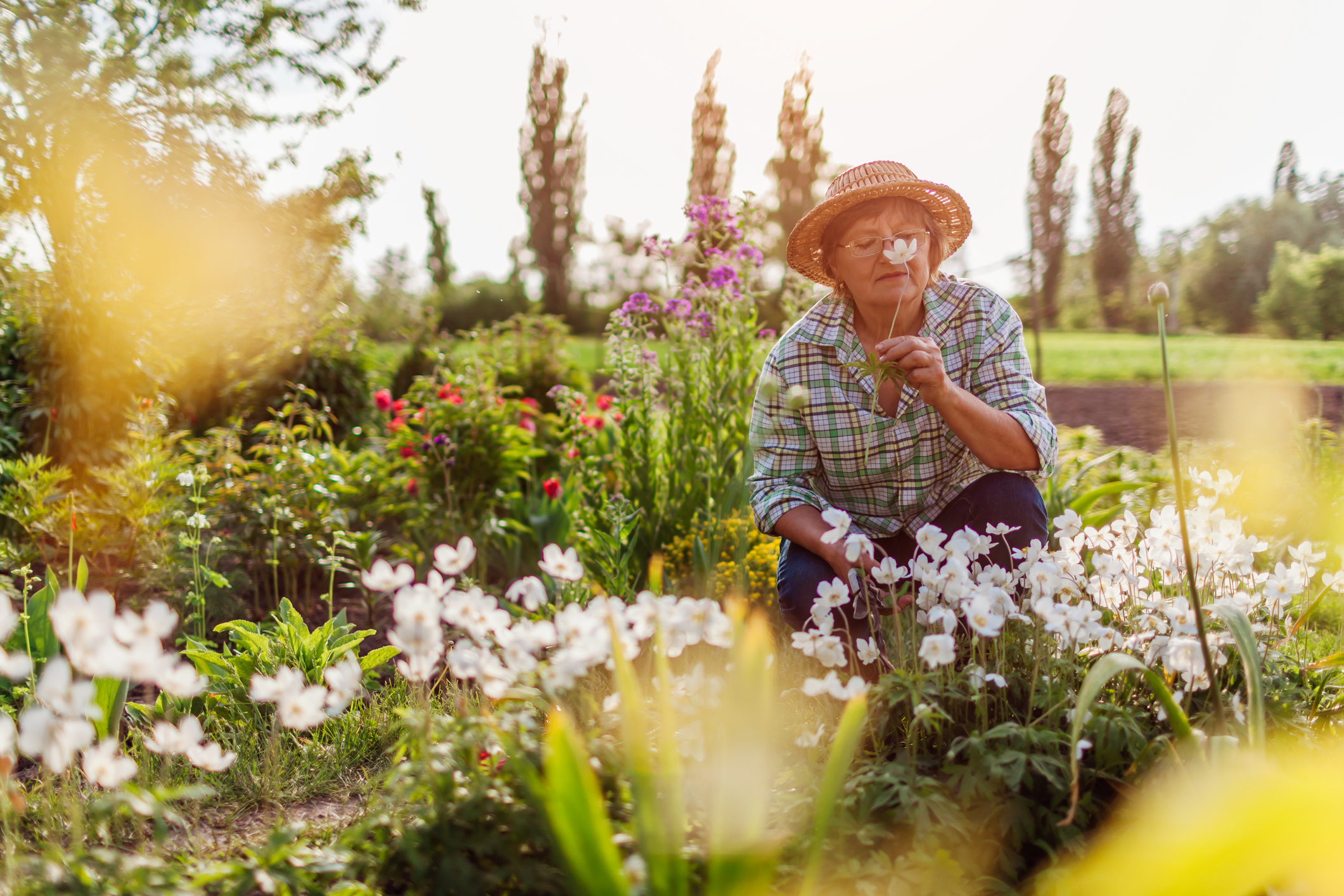 Senior gardener harvesting anemone flowers in spring garden. Retired woman smelling bloom on flower bed at sunset. Gardening